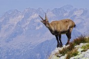 35 Stambecco femmina su sfondo Alpi Retiche